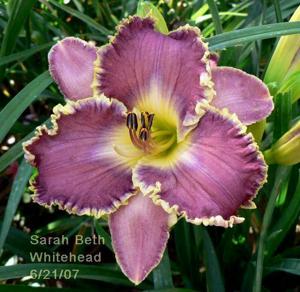 Sarah Beth Whitehead (2006)
